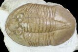 Valdaites Trilobite From Russia - Rare Species #99249-1